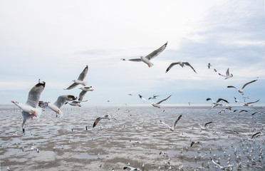 Group of seagull bird are flying.