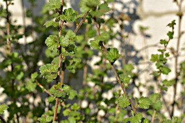Spring. The currant bush was covered with leaves.