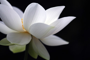 A white and beautiful lotus is fully blooming, showing a full and outstanding posture