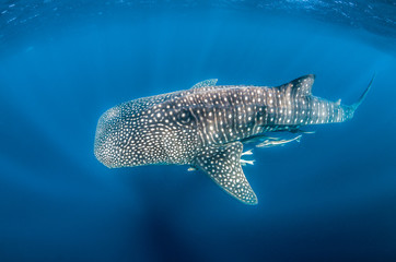 Whale Shark swimming in the wild, in crystal clear water