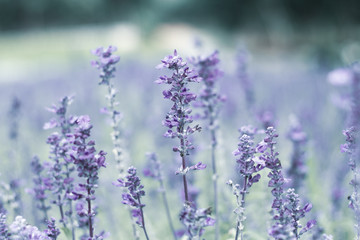 Lavender flower in the garden