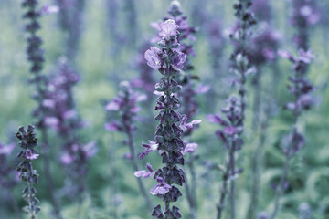 Lavender flower in the garden