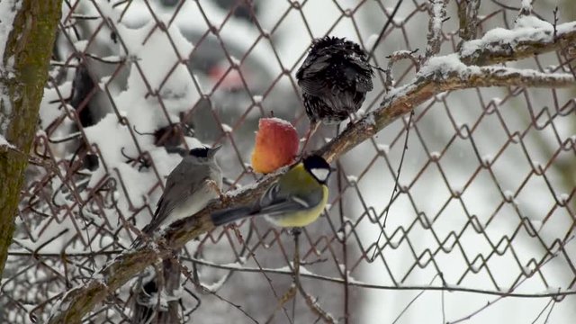 Sylvia bird and starling eating an apple in winter time