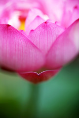 Take a close-up shot of a beautiful pink lotus with clear petal texture