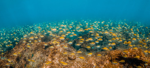 Schooling tropical fish around colorful coral reef