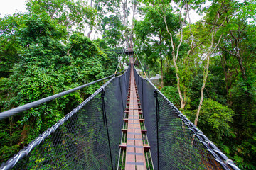 Fototapeta premium Doi Tung Tree Top Walk, Chiangrai, Thailand