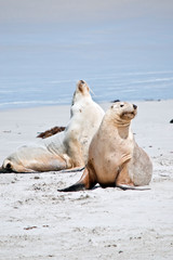the two sea lions are stretching after a swim