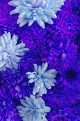 Obraz premium Blue and azure chrysanthemum flowers in full bloom, close up.