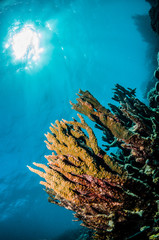Fototapeta na wymiar Colorful hard coral reef in clear blue water