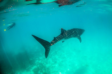 Whale shark swimming in the open ocean in the wild