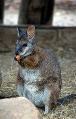 the tammar wallaby is eating a carrot