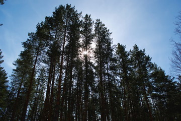 Pine trees in the forest against the sky. The scenery of the forest. Pine forest.