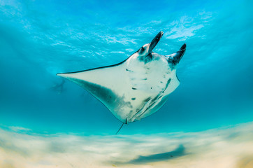 Manta ray swimming alone in the wild