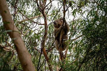 Fototapeta na wymiar Koala climbing down eucalyptus tree trunk
