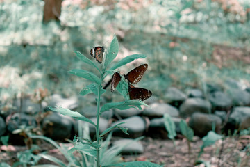 nature, green, butterflies, leaf, frog, forest, macro, spring, autumn, insect, India, Gujarat, wood, reptile, plant, leaves, lizard, closeup, wildlife, animals, tree, flower, wild, grass, season