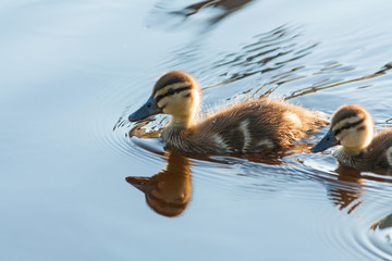 Pskov, river Pskova, duckling