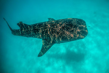 Beautiful large whale shark swimming in the clear blue open ocean