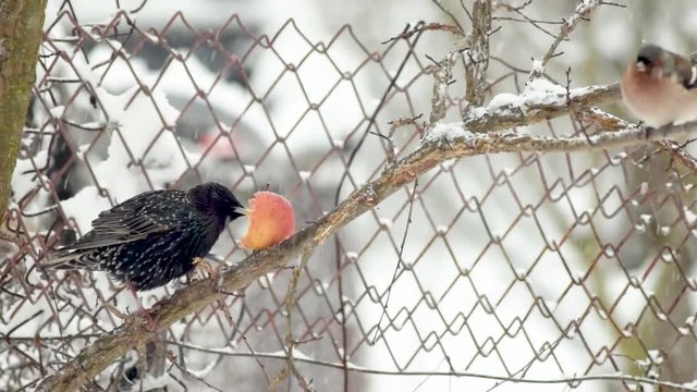 Starling eating an apple in winter season footage