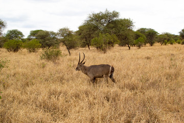 Male antilope walking on the yellow savannah of Tarangire National Park, in Tanzania