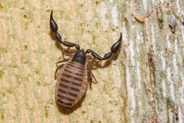 Extreme close-up macro photography of a pseudo scorpion. Clean view of a perfect clean copy