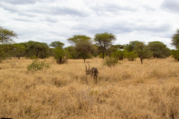 Fototapeta na wymiar Male antilope walking on the yellow savannah of Tarangire National Park, in Tanzania