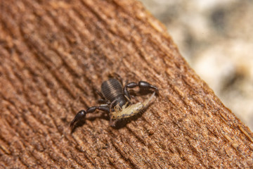 Extreme close-up macro photography of a pseudo scorpion. Clean view of a perfect clean copy. Is hunting and eating