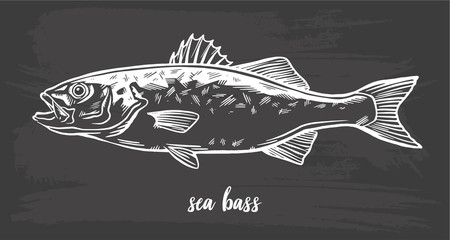 Chalk sketch of sea bass (lubina) on blackboard background. Hand drawn vector illustration