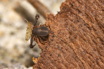 Extreme close-up macro photography of a pseudo scorpion. Clean view of a perfect clean copy. Is hunting and eating
