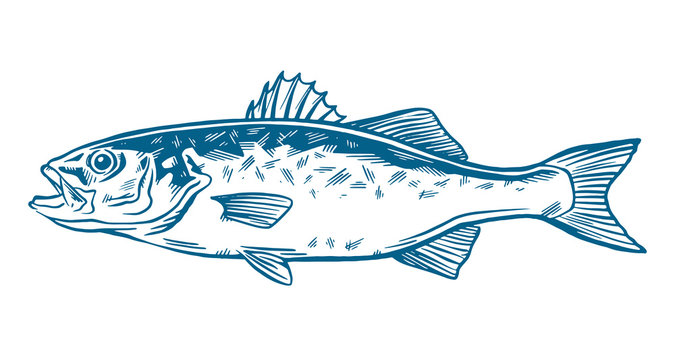 Ink Hand drawn vector illustration of sea bass (lubina) on white background