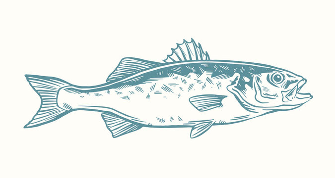 Ink Hand drawn vector illustration of sea bass (lubina) on white background