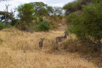 Female antilope with her child close to a tree in the savannah of Tarangire National Park, in Tanzania