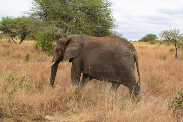 Elephant walking in the savannah of Tarangire National Park, in Tanzania