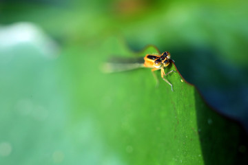 A damselfly resting on the lotus leaf in the pond