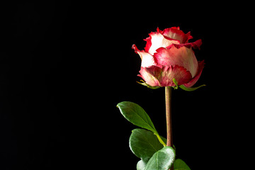 one rose flower on a stem with leaves on a black background