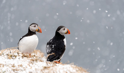 Atlantic Puffin (Fratercula arctica) portrait, Hornøya, Norway