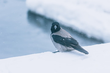 Crow. Beautiful black crow in the cold winter.