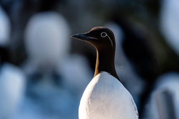 Common murre, common guillemot (Uria aalge) at Hornøya, Norge