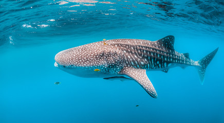 Beautiful large whale shark swimming in the clear blue open ocean - Powered by Adobe