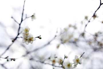 The white plum blossoms in winter are blooming beautifully on the vigorous branches