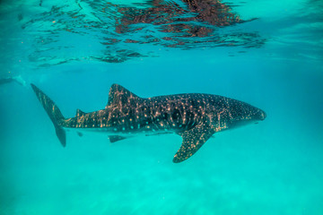 Beautiful large whale shark swimming in the clear blue open ocean