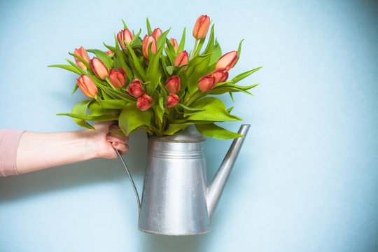 Red tulips, conceptual photo. Bouquet of bright red tulips in a tin can in a female hand.
