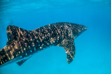 Beautiful large whale shark swimming in the clear blue open ocean