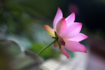 A beautiful pink lotus in the pond is blooming full of vitality