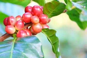 Coffee berries on tree of branch in plantation.