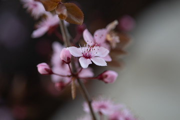 Obraz premium Cherry Blossom, Cherry Blossom Festival, 2020