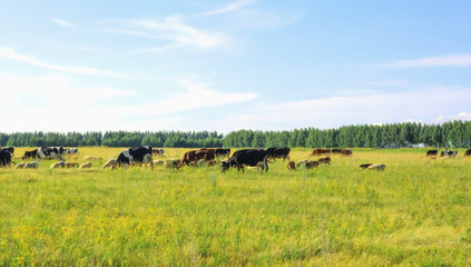 Fototapeta na wymiar a mixed herd of cows and sheep in a green field with a blue sky