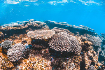 Naklejka na ściany i meble Colorful coral reef in clear blue water