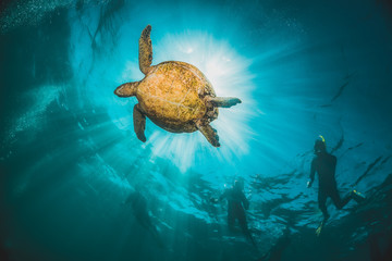 Sea turtle swimming in the wild among colorful coral reef