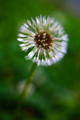 A beautiful and round white dandelion in the garden