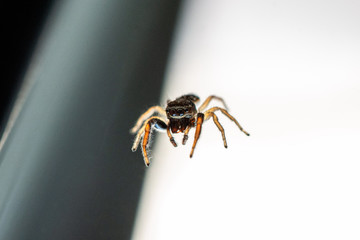 Common small jumping house spider close up shot on kitchen window shallow depth of field